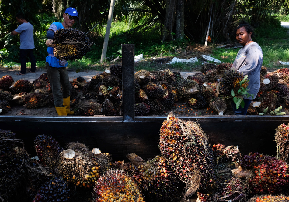 各国专家集思广益 可持续棕油拓财路